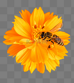 采蜜图片_秋天野外自然风光蜜蜂鲜花上采蜜