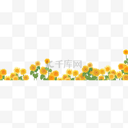 太阳花图片_夏季植物向日葵太阳花夏天