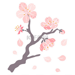 樱桃植物图片_樱花枝的插图美丽的装饰植物自然