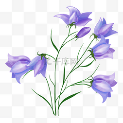 浅紫色大朵婚礼水彩蓝铃花花卉