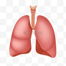 结构图片_人体器官肺部