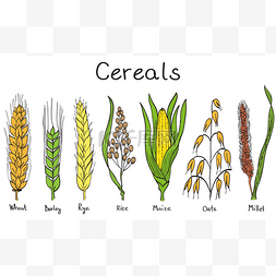 farm图片_Cereals hand-drawn illustration