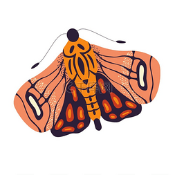 白色背景上的彩色手绘飞蛾插图。