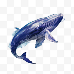 卡通手绘插画鲸鱼图片_卡通手绘海洋动物鲸鱼