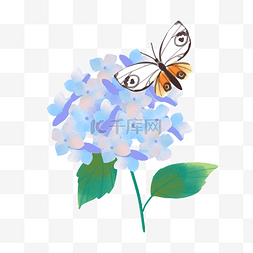 蝴蝶图片_蓝色绣球花上的蝴蝶