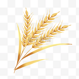小麦psd格式图片_金色麦穗粮食