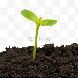 植树节图片_绿色植物种子发芽