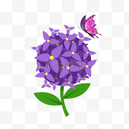 紫色花草图片_蓝花楹花卉