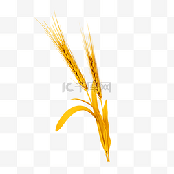 丰收小麦图片_C4D立体秋天丰收金色仿真小麦