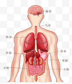 人体透视器官图片_人体上半身器官结构