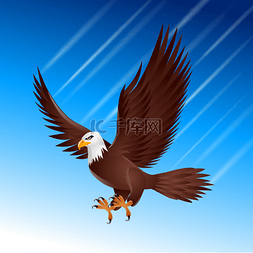 Eagle hawk flying sky bird wildlife motion