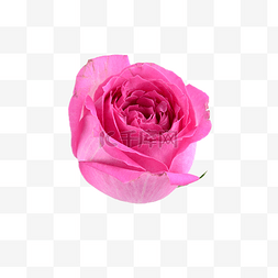 粉色玫瑰鲜花花园新鲜