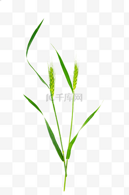 农作物绿色小麦麦穗