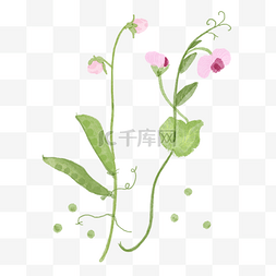 绿色叶子花束图片_豌豆角与粉色碗豆花