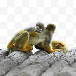 松鼠猴自然灵长类动物