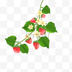 草莓叶子枝藤