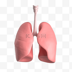 3D内脏器官 肺