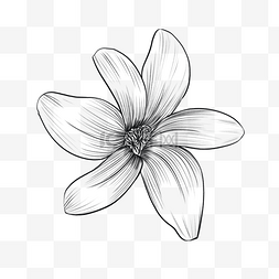 素描雕刻黑白盛开单只风信子花卉