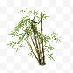 绿竹竹子图片_卡通手绘绿竹竹子