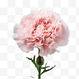 母亲节图片_康乃馨母亲节花朵粉色