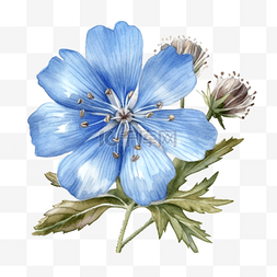 蓝色的花免抠元素