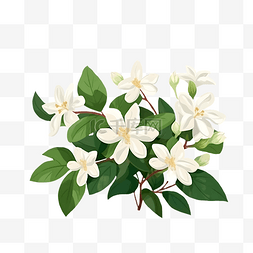 手绘花朵白色花朵图片_卡通清新白色茉莉花