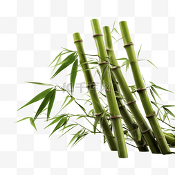 绿竹竹子图片_卡通手绘绿竹竹子