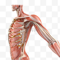 医学医疗人体组织肌肉骨骼
