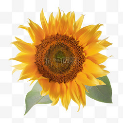太阳花图片_鲜花花朵花蕊黄色向日葵太阳花