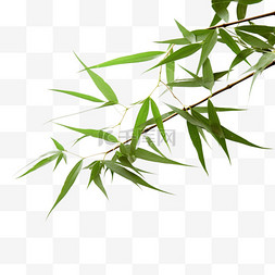竹叶植物装饰边框免抠元素