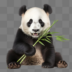 卡通扁平可爱熊猫吃竹子