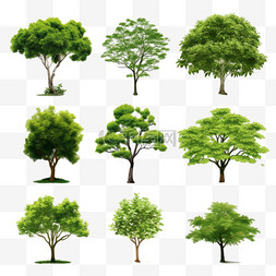 六图片_六棵树的集合
