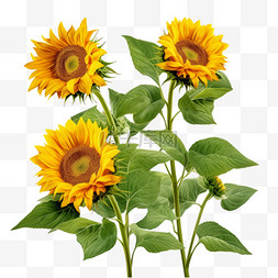 花边图片_向日葵鲜花植物元素