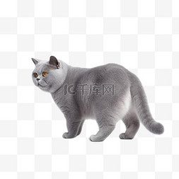 猫咪卡通png图片_卡通3D英短蓝猫宠物猫咪免抠元素