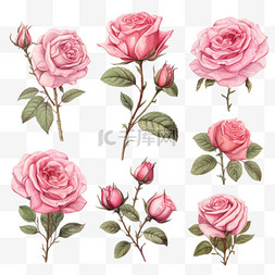 手绘玫瑰玫瑰图片_手绘粉色玫瑰系列