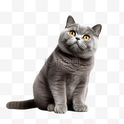矢量星空猫咪图片_卡通3D英短蓝猫宠物猫咪免抠元素
