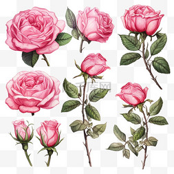手绘玫瑰植物图片_手绘粉色玫瑰系列