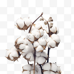 秋天成熟的棉花手绘元素