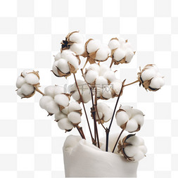 白色的棉花图片_秋天植物成熟的棉花元素