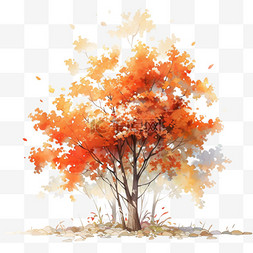 秋天植物法国梧桐树秋天的梧桐树