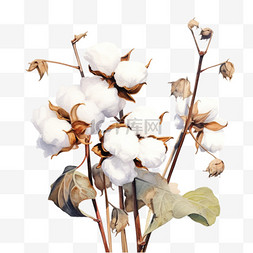 秋天成熟的棉花植物元素