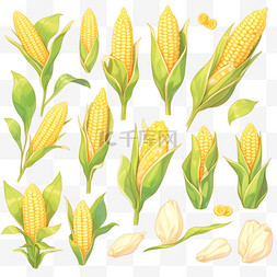 丰收果实玉米金黄色的玉米秋天秋