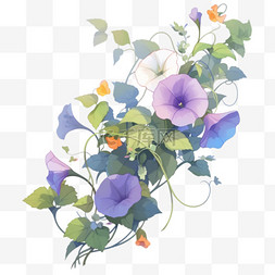 盛开的白色花朵图片_秋天花朵紫色牵牛花手绘元素