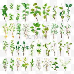 卡通雨林图片_彩色藤本植物或丛林植物平面设置