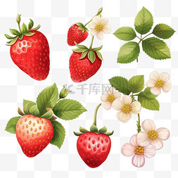 草莓草莓叶子图片_成熟草莓与叶子和开花矢量集