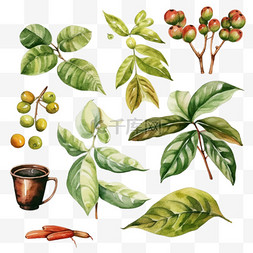 咖啡种植园水彩元素收藏