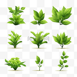 安溪白茶铁观音图片_一套逼真的绿茶叶和芽，孤立在白