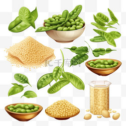 蔬菜绿叶图片_一套大豆食品，带有成熟的豆子和