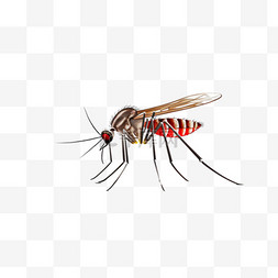 蚊子图片_蚊子停止标志