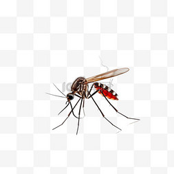 泰国蚊子水图片_蚊子停止标志